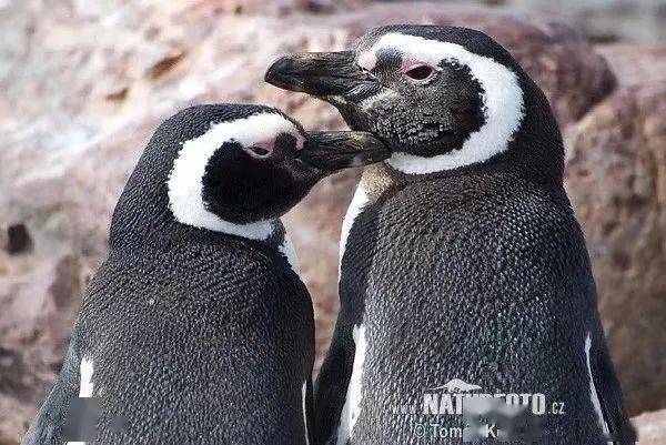 企鹅怎么繁殖下一代的 8182074fb18e48798c99034a00e89317.jpeg