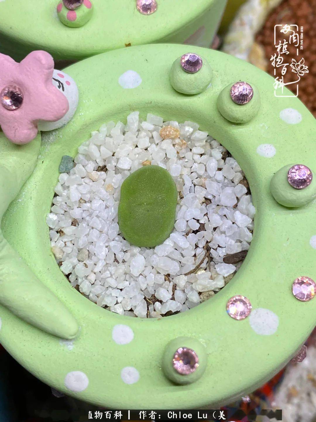 多肉小红嘴肉锥 a7c6d1668e7d422b94201e18f9178bda.jpeg