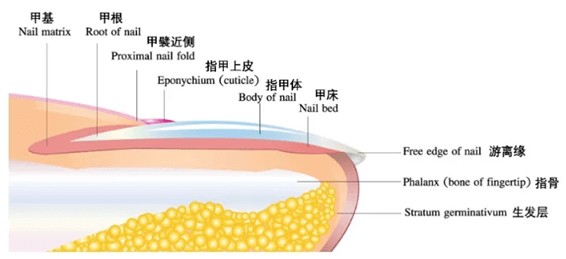 白点|孩子指甲上的月牙、白点、竖纹、分层、咬指甲......是有大病的征兆?