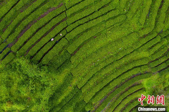 何蓬磊|在喜马拉雅山脉南麓墨脱，班禅与茶场负责人的一场对话