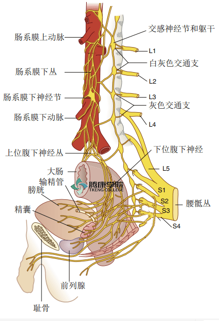 疼痛解剖学腹下神经丛和腹下神经