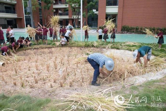 谷子|重庆开学第一课老师带小学生打谷子
