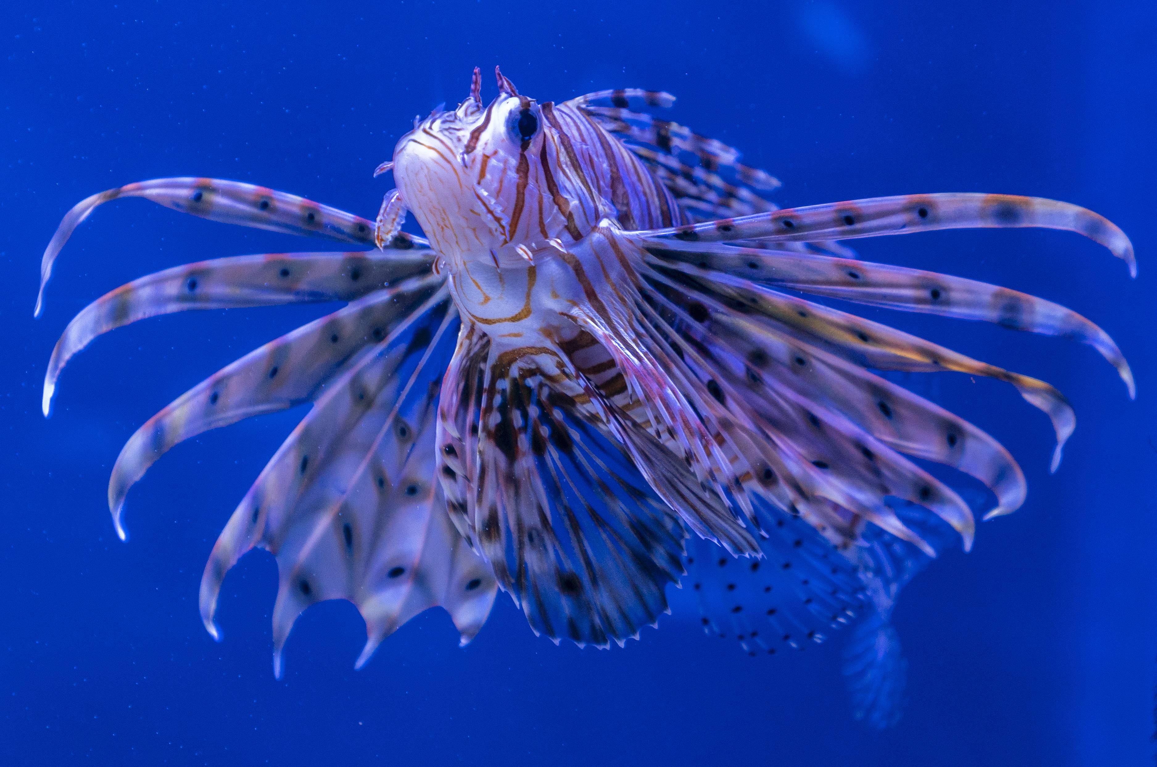 这是9月1日在南非开普敦的"两大洋"水族馆里拍摄的斑鳍蓑鲉.