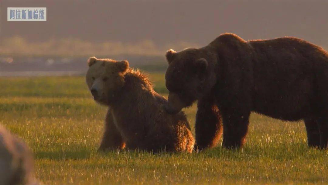 【图说纪录片】自然世界 阿拉斯加棕熊
