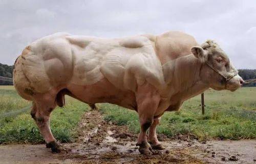 牛中施瓦辛格:世界上最壮硕的蓝牛!猜猜它有何妙用?别