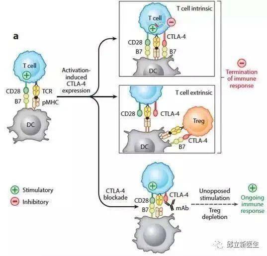 雾化吸入作用原理与适应症是什么_雾化治疗的作用是什么(3)