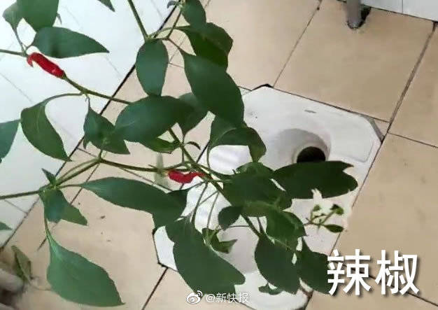 红薯|鸟窝、辣椒、红薯藤..好久不见的宿舍 ,推开门后惊呆了!