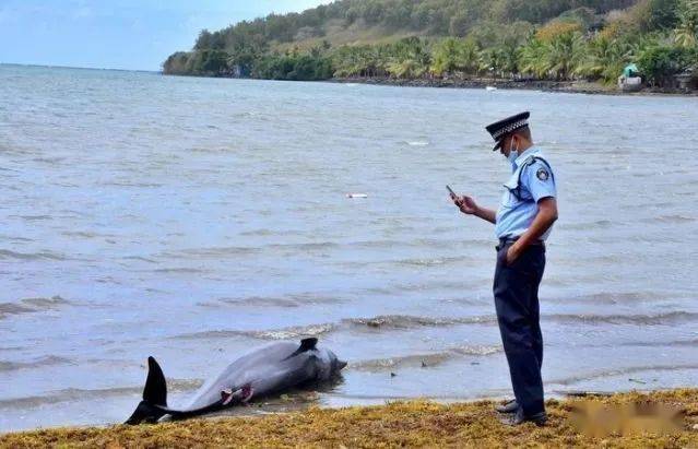 海豚大量死亡严重生态危机，毛里求斯被日本害死