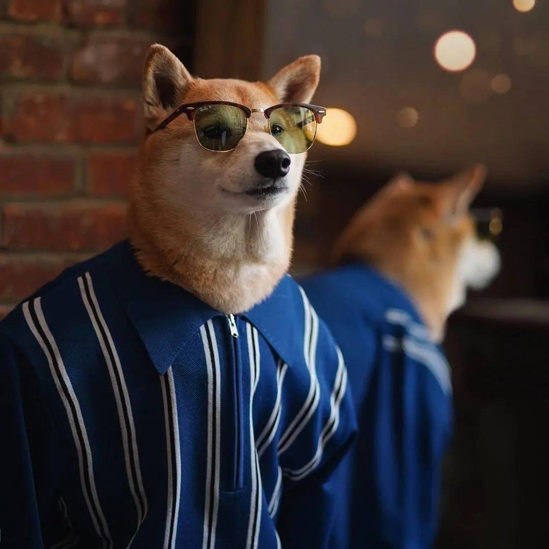 时尚|家住纽约、年仅四岁、年入百万？！？柴犬Bodhi实乃狗中富贵花