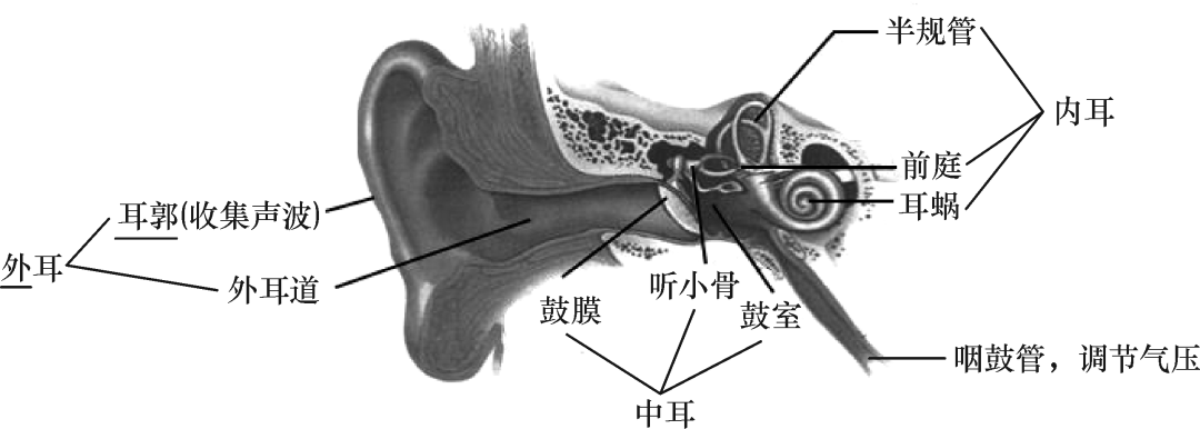 初中常考的生物结构图你都掌握了吗