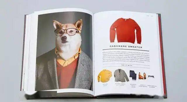 时尚|家住纽约、年仅四岁、年入百万？！？柴犬Bodhi实乃狗中富贵花