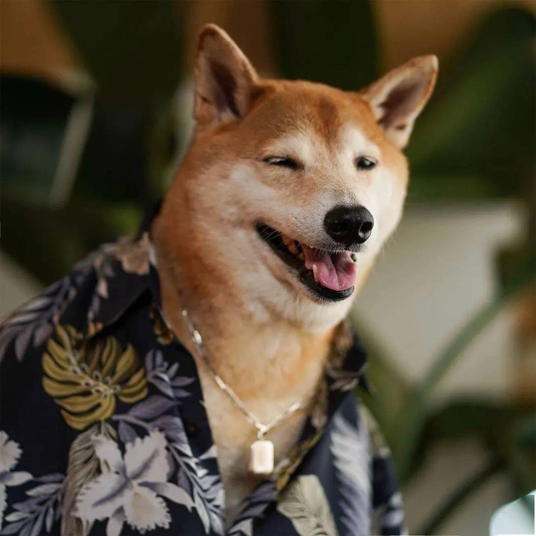 时尚|家住纽约、年仅四岁、年入百万？！？柴犬Bodhi实乃狗中富贵花