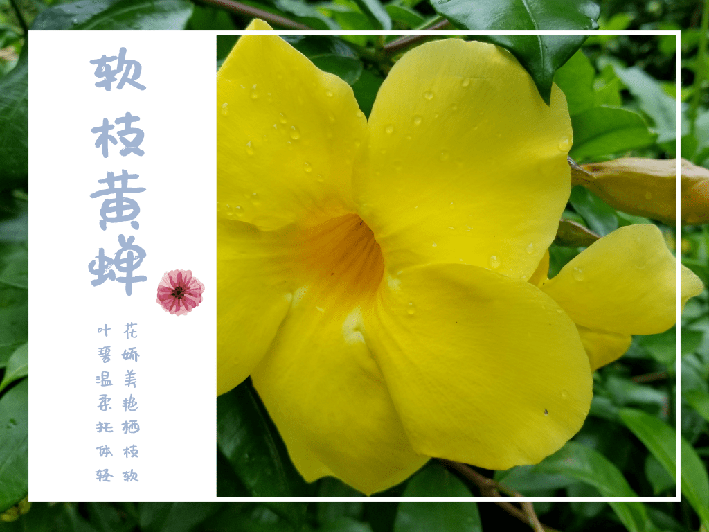 dda1a27bcd354b928a28fde1f174fb71.png