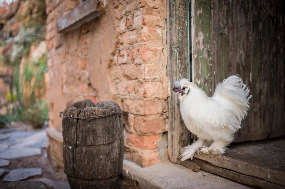时节|露从今夜白