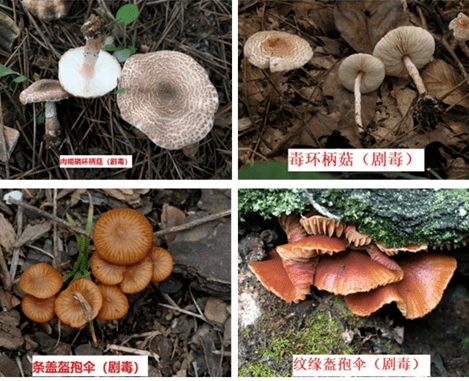 在家种蘑菇有什么注意事项 aca8976194c24aebba9977e65e77ed9e.png