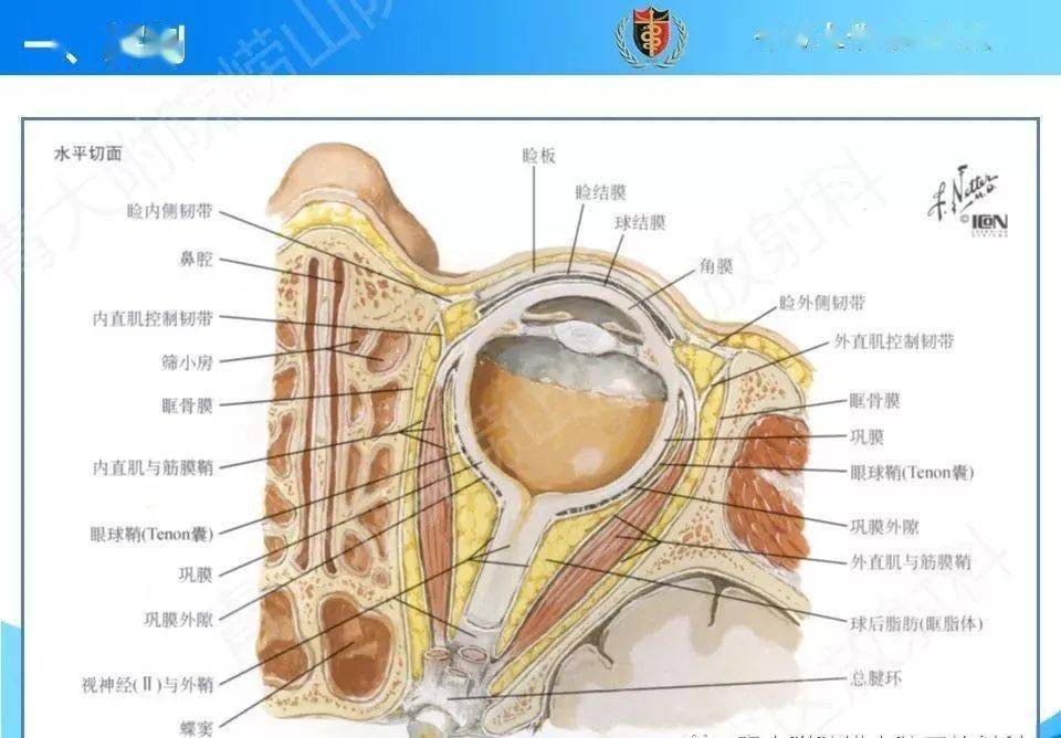 眼和眼眶解剖及常见病影像诊断