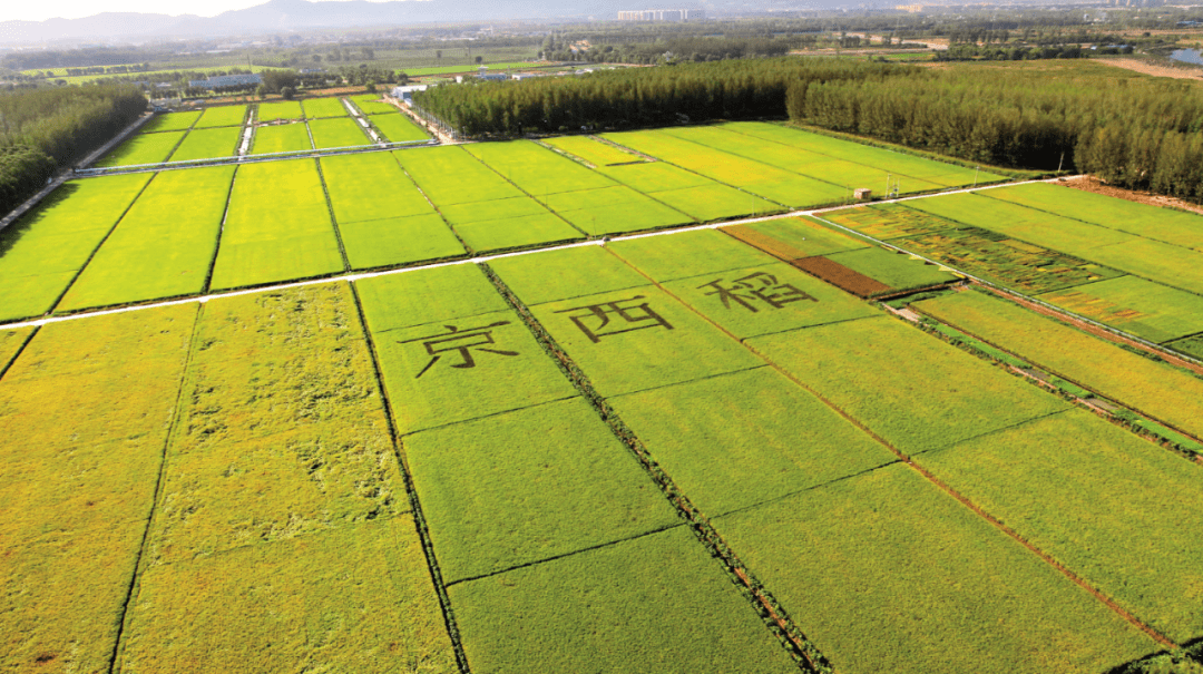 稻花香里说丰年—认识北京京西稻