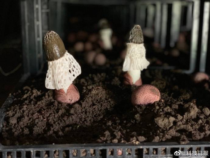 科技菌|一批批“科技菌”从大山里直供粤港澳大湾区