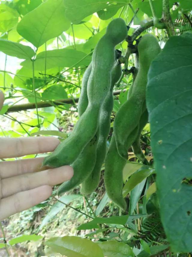 因果实(豆荚)形似狗爪,故名"老虎豆.老虎豆的豆荚