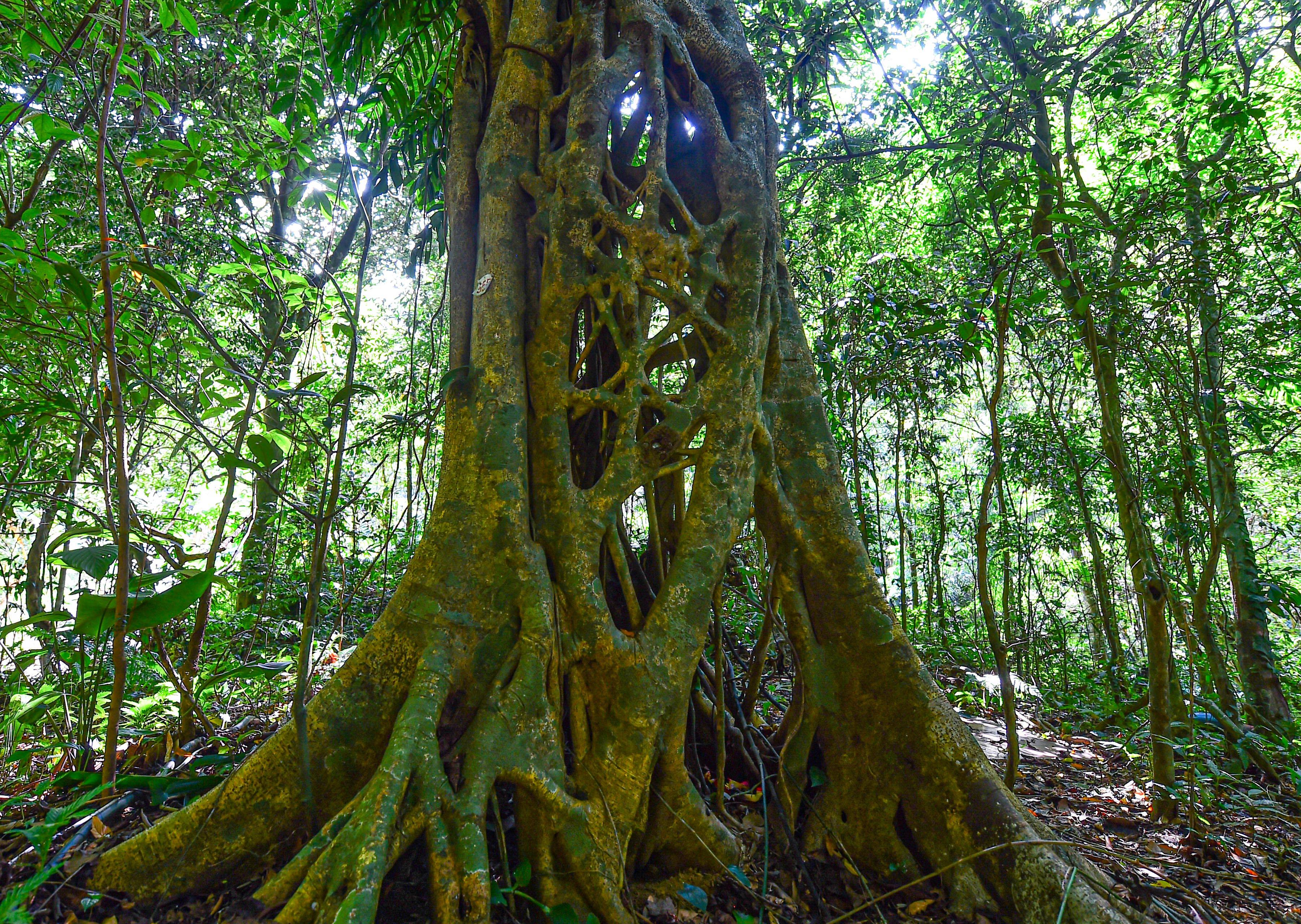 海南岛呀诺达热带雨林摄影图__自然风景_自然景观_摄影图库_昵图网nipic.com