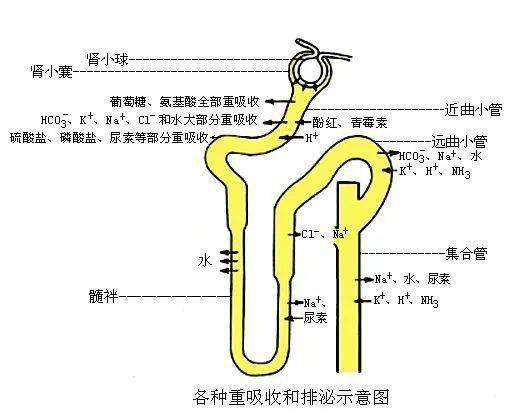 一文搞定肾脏解剖与生理