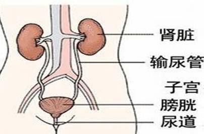 【健康女性】非淋尿道炎的症状 病因 治疗方法