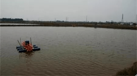 怎么养鱼塘 eff2ffd4195343b187ea57e8a1ea94da.png