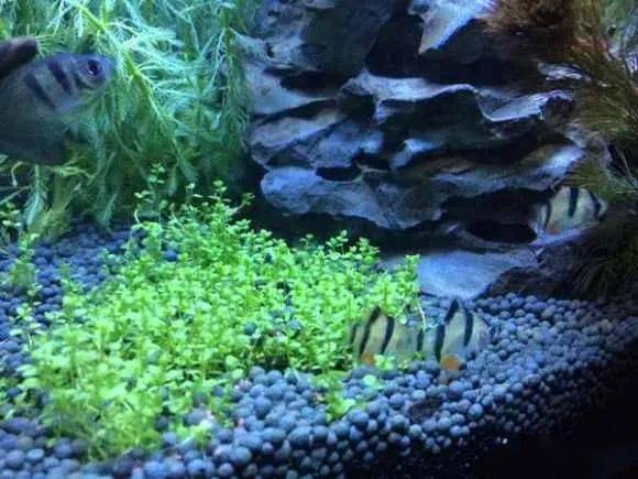 好看的鱼缸造景图片 f31469a69f914d739c60ddeab446d3f5.jpeg