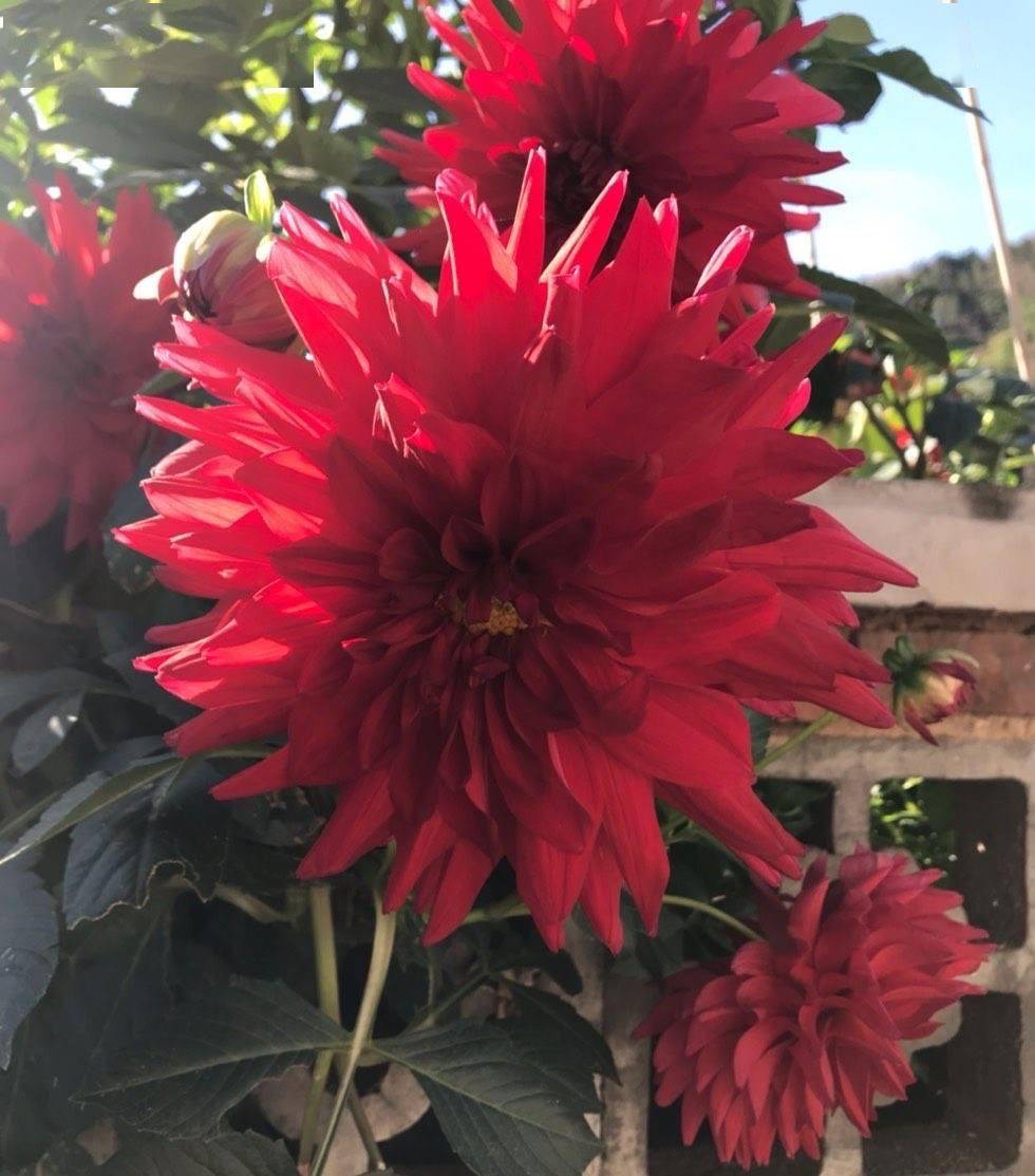 怎么种大丽花 46921e11f5244d2fa2c96757fb54cf3e.jpeg