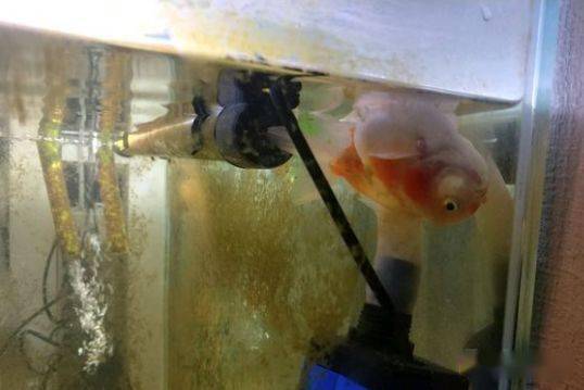 怎么养鱼不用打氧 f536eea4d9eb4ada9d732044a6689380.jpeg