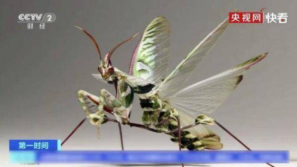 入境玩具内藏4000多枚魔花螳螂卵 为外来入侵物种