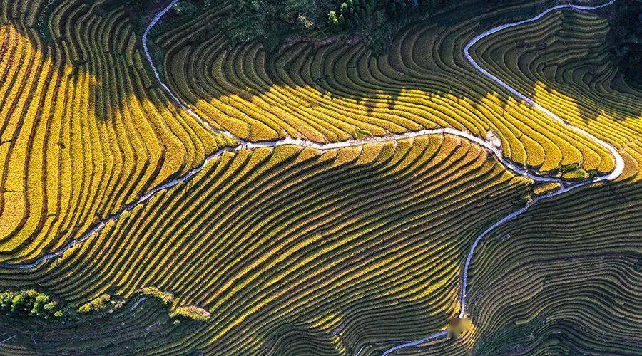 2020年最美的风景留给你,龙脊梯田金秋美景将延长