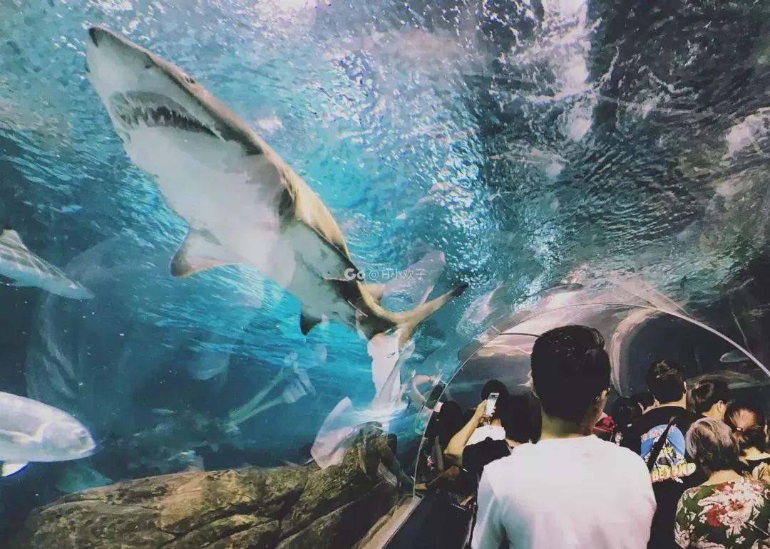 上海海洋水族馆