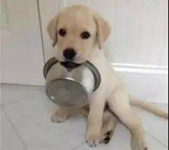 怎么看小狗吃饱了没 6fd8592880254c56a681a40e6eedae86.jpeg