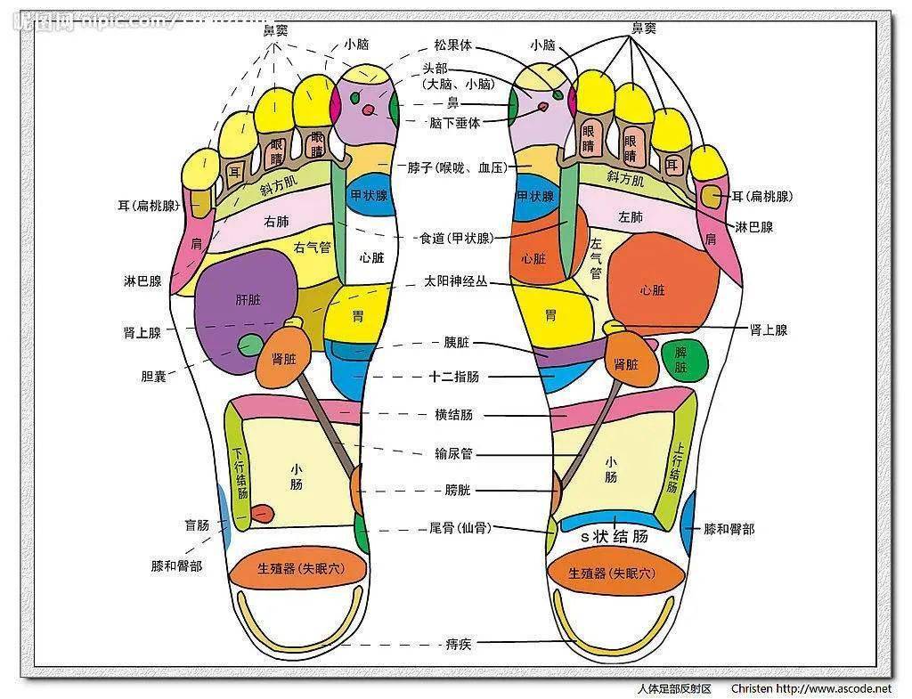 心绞痛:按摩心,腹腔神经丛,生殖腺,淋巴腺,胸.  17.