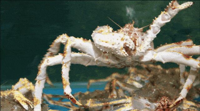 上百种海鲜个个生龙活虎,  龙 虾类,蟹类,蚌类,鱼类,贝类,蚝类,鲍类