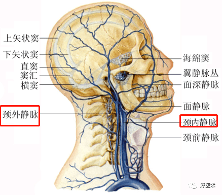 上于颈静脉孔处与颅内乙状窦相续.