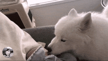 宠物故事:女主生了宝宝,大白狗把它当