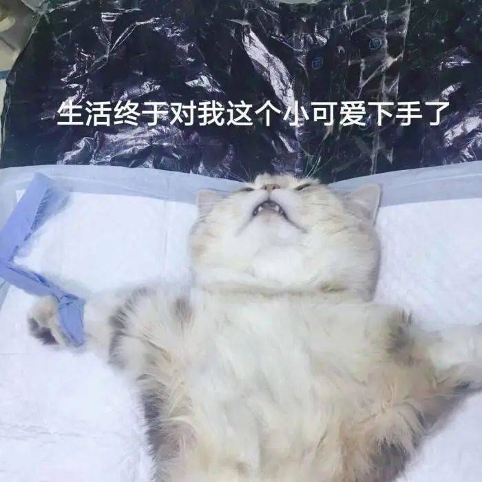 f11b61dda5e24408acf81db27ad7eb53.jpeg