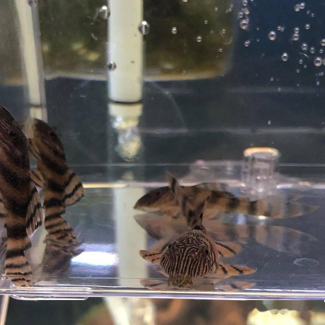 每天认识一种南美鱼|（98）阿莲卡红老虎_搜狐网