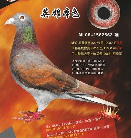 红轮在种鸽体系中有重大作用!_信鸽