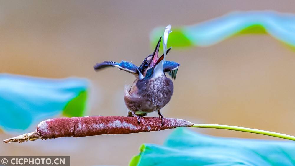 精品三年以上黄雀 ccceec7d7ba54f03908f5f0f0d90b2ae.jpeg