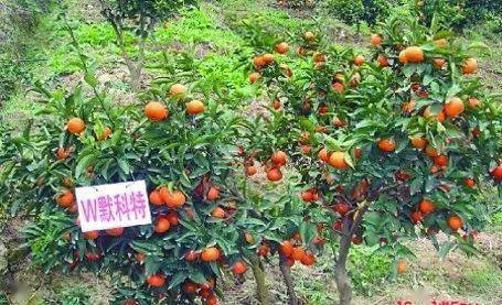 想种杂交柑橘不知道怎么选?一份超全的指南送上