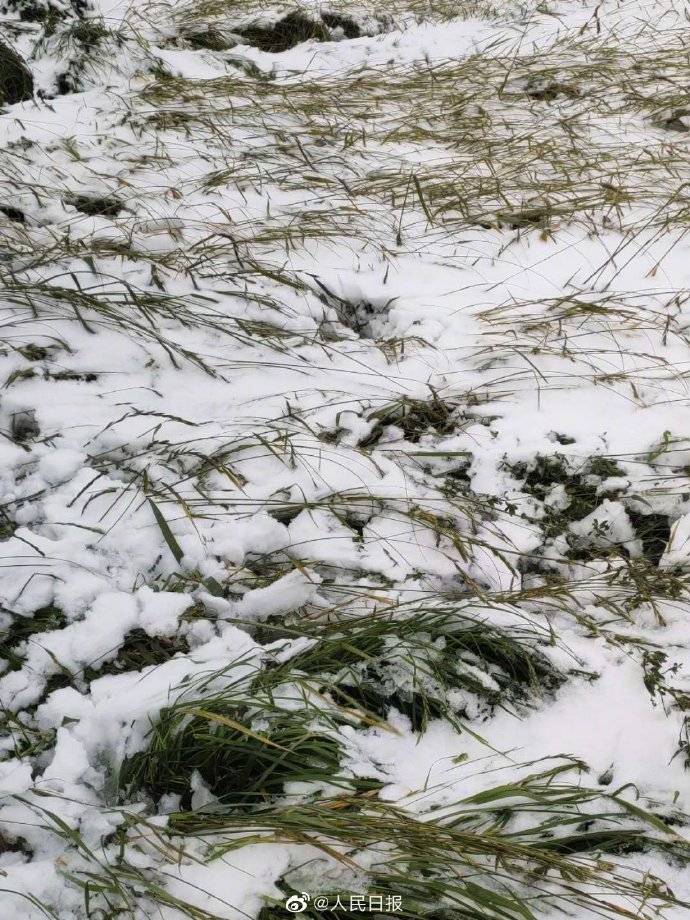 积雪|内蒙古赤峰下雪了