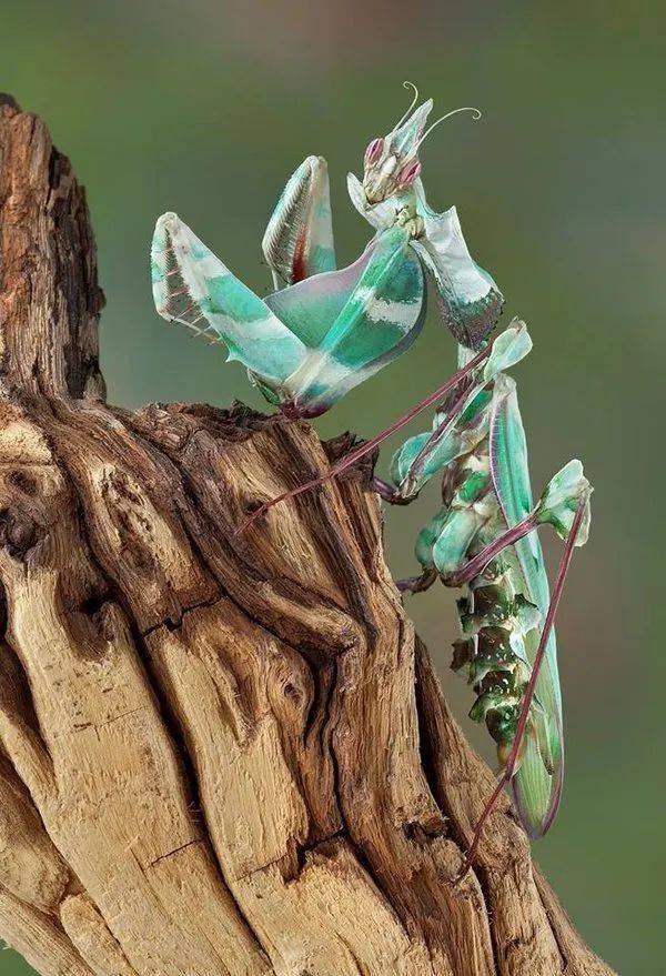 魔花螳螂世界上体型最大的螳螂有多美