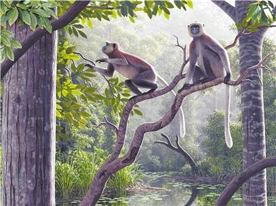 考古研究所|金丝猴祖先或被找到 640万年前中猴化石现身云南