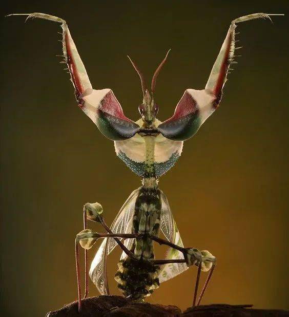 魔花螳螂——世界上体型最大的螳螂有多美?