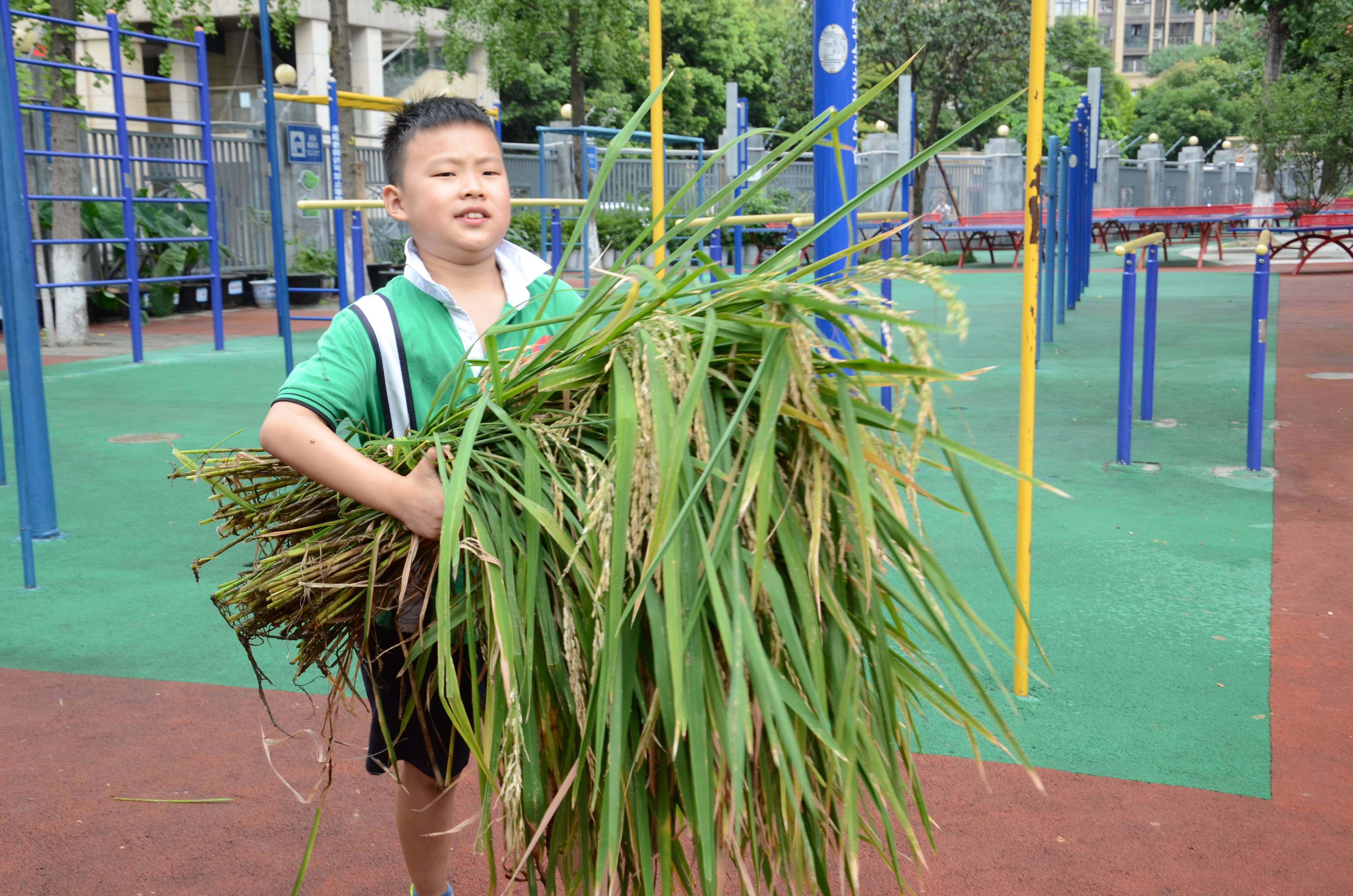 水稻|电子科大附小学生开学收获亲手种的水稻，称重后可带回家食用