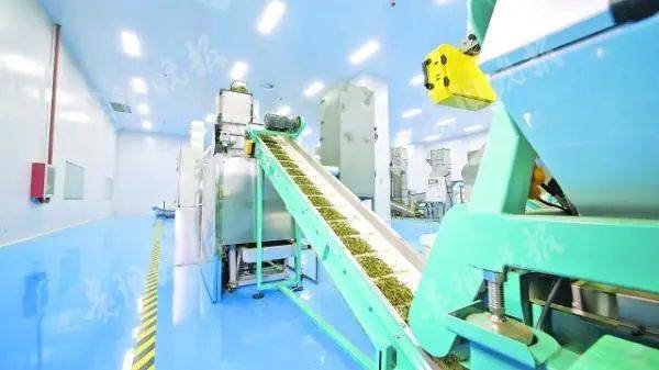 贵茶|你所不知道的贵州造丨国际市场上，贵州抹茶香