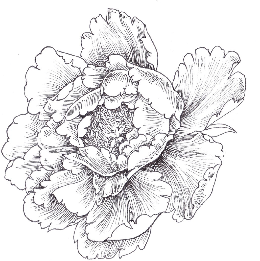 零基础轻松掌握花鸟线描画!